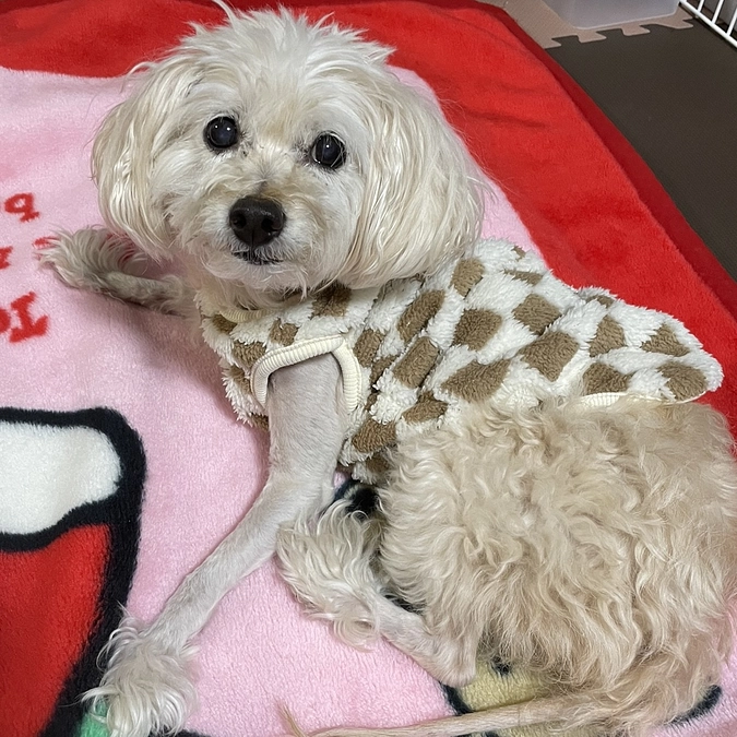 退院しました🐶✨