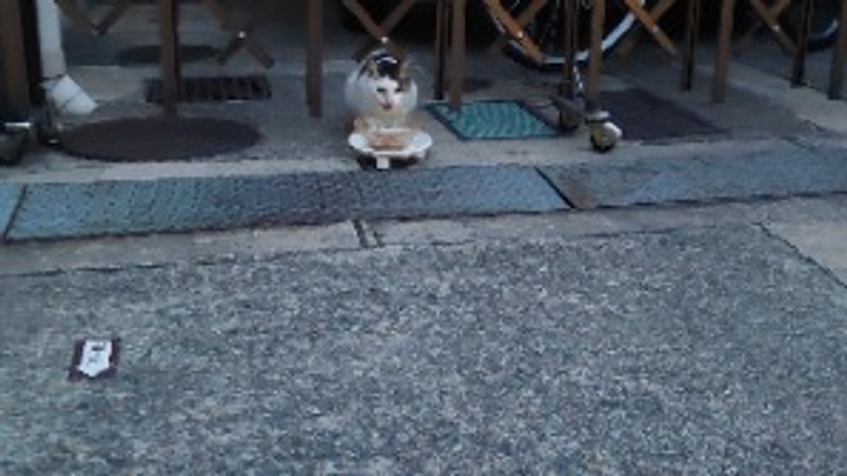 キジ白　リンちゃん