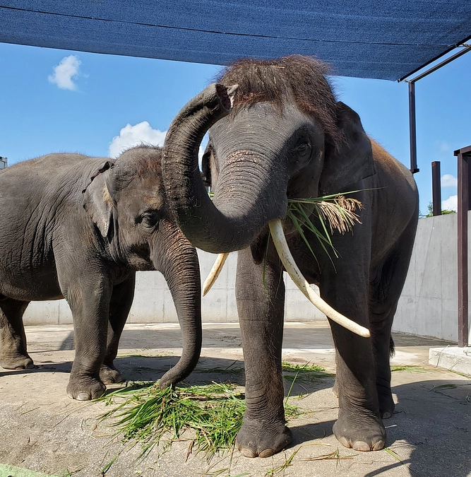 オスゾウ「結希」新舎建設進行状況