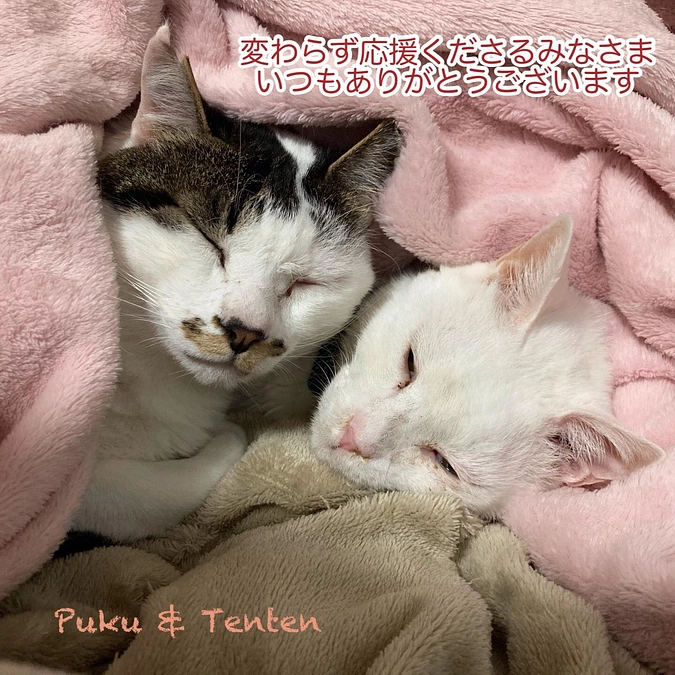 継続寄付3月分のご報告と4月収支報告