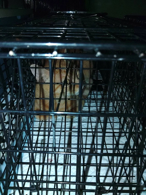 先日のTNRの続き。。。