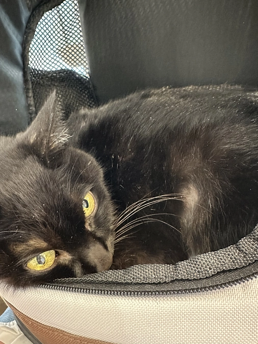 今日のちびと通院報告