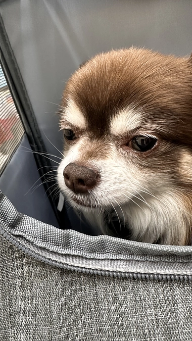 いよいよ術前検査！！