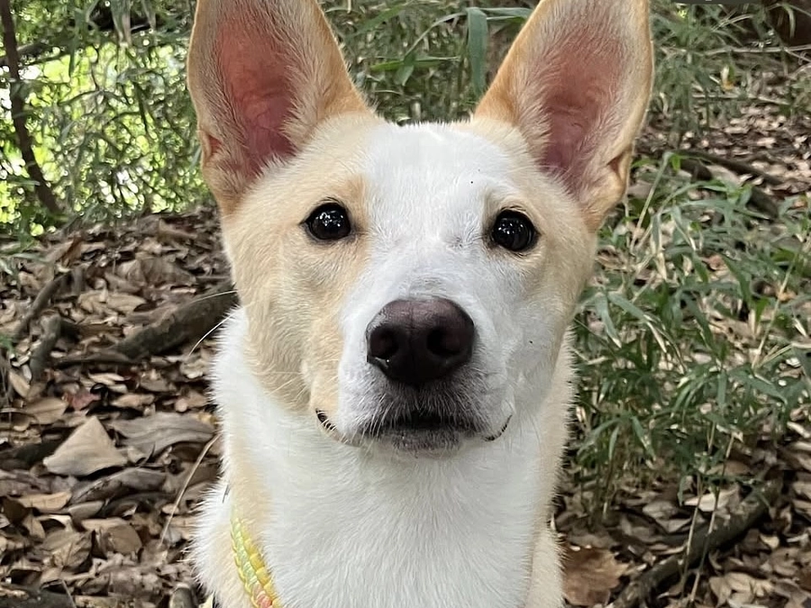 【公開終了まで｜残り２時間！】いただいた応援コメントのご紹介