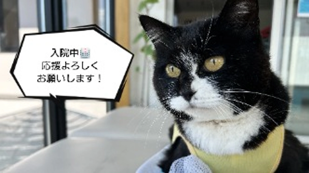 【交通事故】入院中　こだちちゃん