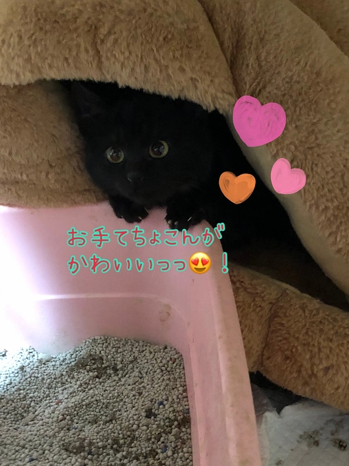 ちびっこちゃん🐈‍⬛