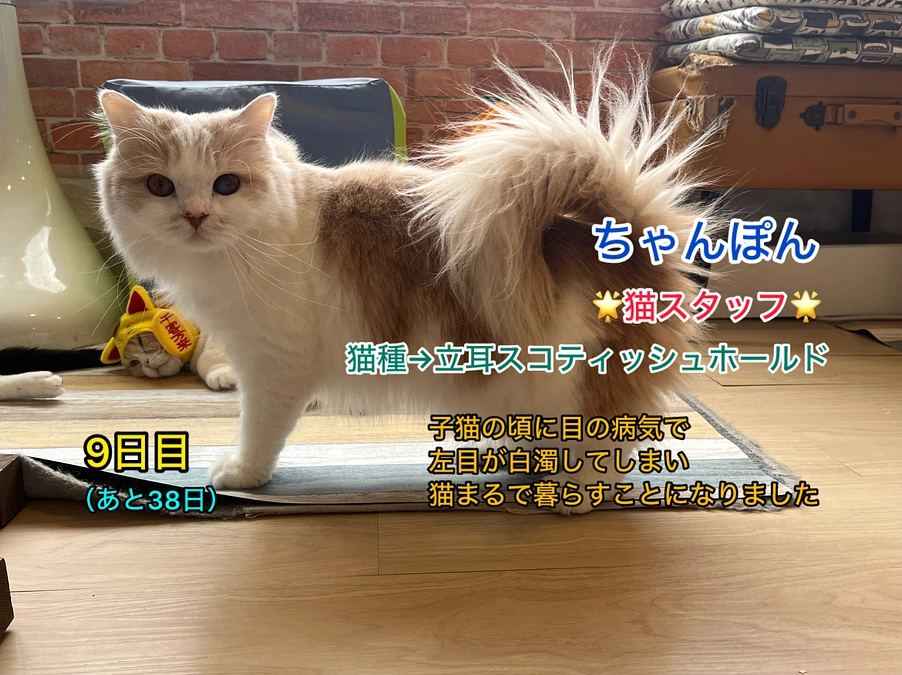 明日は猫の日＆里親さん募集中の猫たち其の4（2/21　 9日目）
