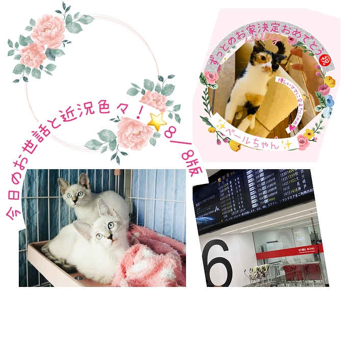 今日のお世話と近況色々！⭐️8/8版