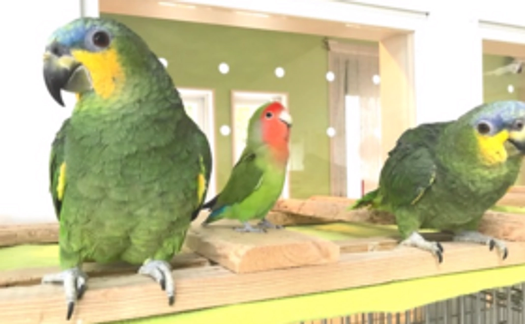 【鳥さん全力支援！A】感謝のお手紙をお届けいたします！