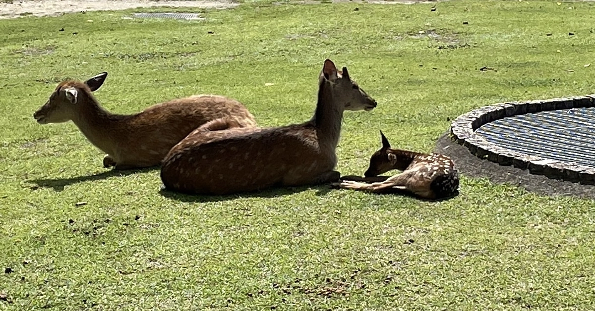 ボタニカルアーティストの京都桜紀行～空海と最澄4