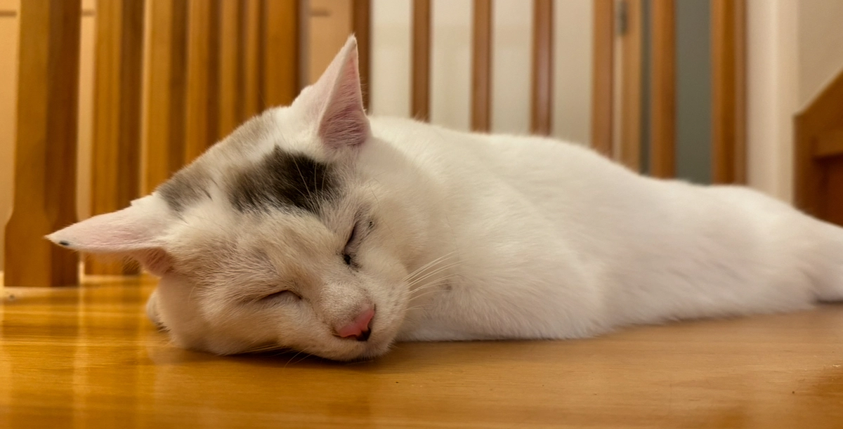 シンバ、元気です