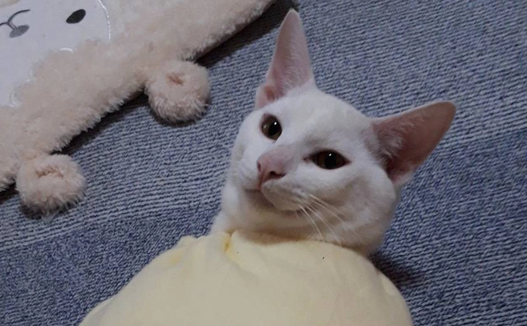 感謝のメール５