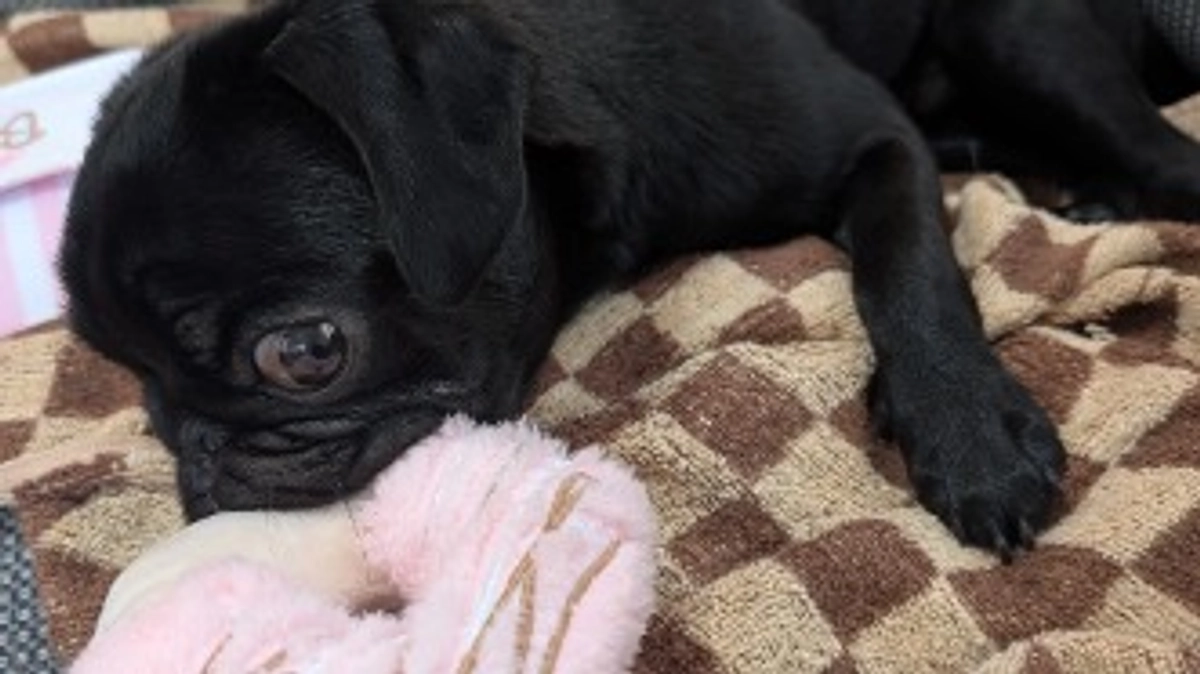 ユッケのクラファンあと3日で終了‼️