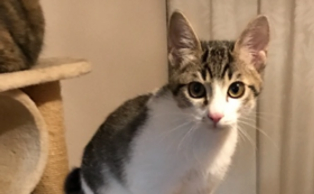 保護猫たちのフォトブックコース