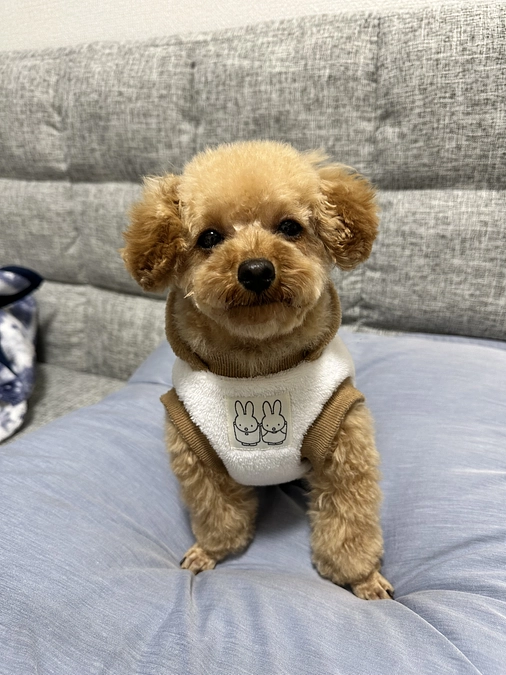 トリミングに行きました✂️