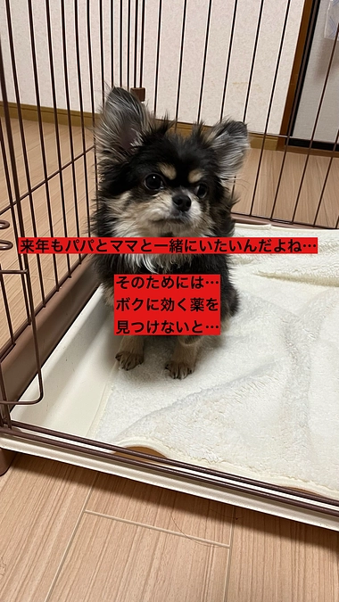 プロジェクト終了まで残り4日　しなもんには時間がありません　助けて下さい　活動報告21回目