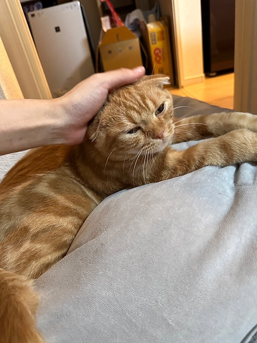 FIP経過観察8日目