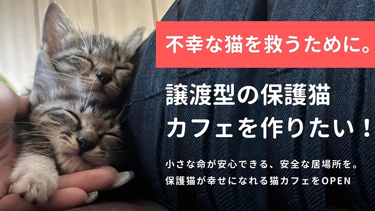 不幸な猫を救うために。譲渡型の保護猫カフェを作りたい!