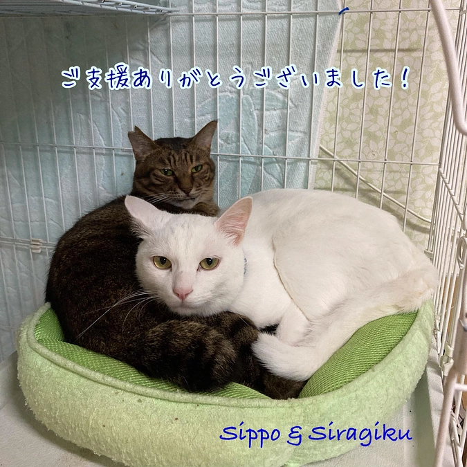 6月分継続寄付収支報告