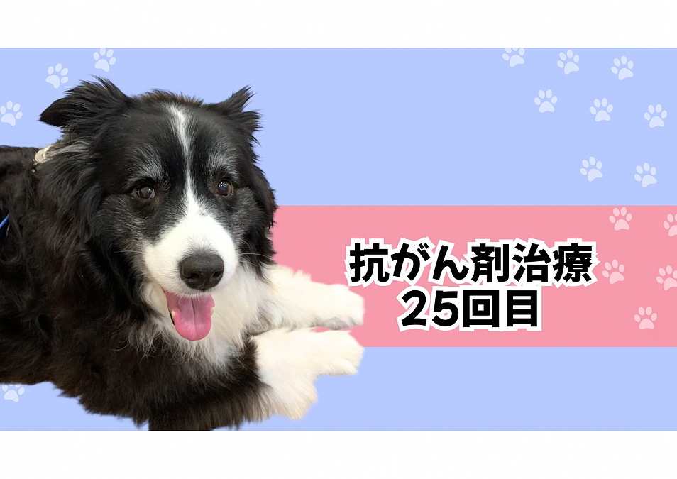 抗がん剤治療再開 25回目の投与