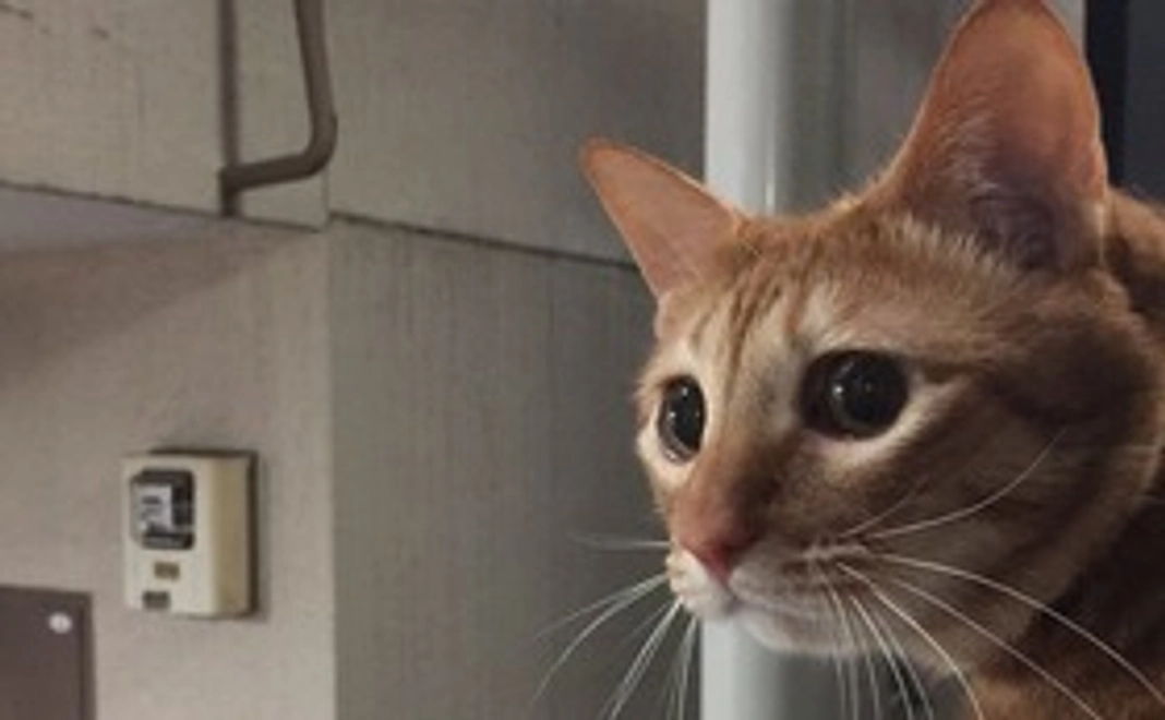 れつの写真付き感謝メール②