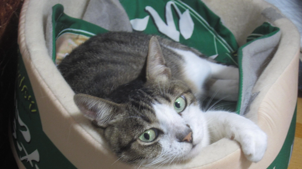 続・寄生虫駆除（注意／センシティブ写真あり）