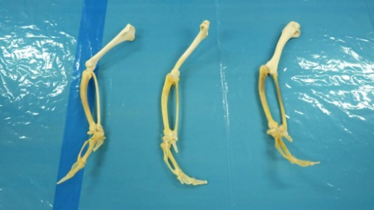 【活動報告82】リターン報告：「現地で応援｜獣医師と一緒に骨格標本づくり」を開催しました。