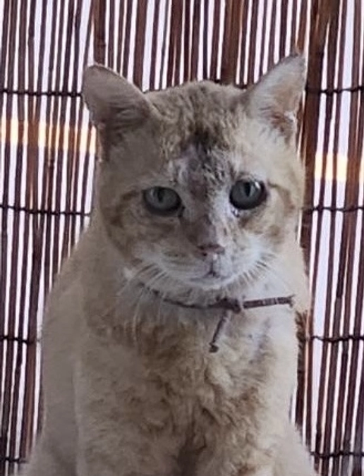 首紐の着いた茶トラの男の子