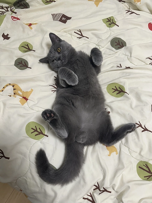 プロジェクト達成のご報告