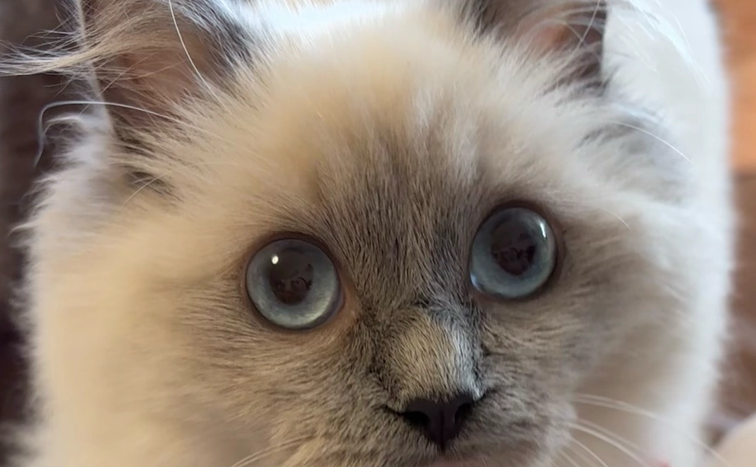 ももちゃん3,000