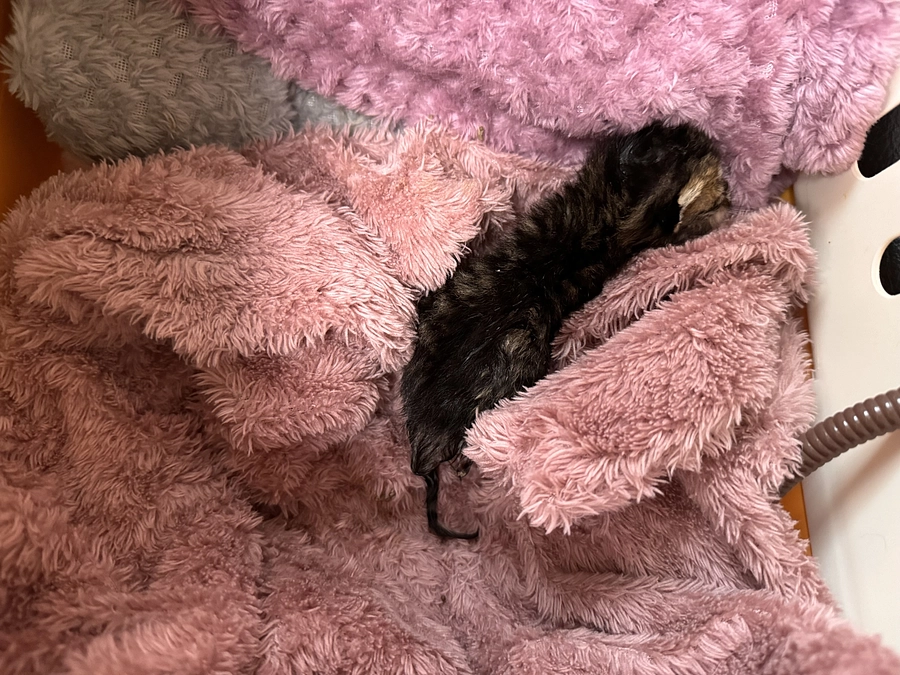 70gのキジトラ女子は頑張りました