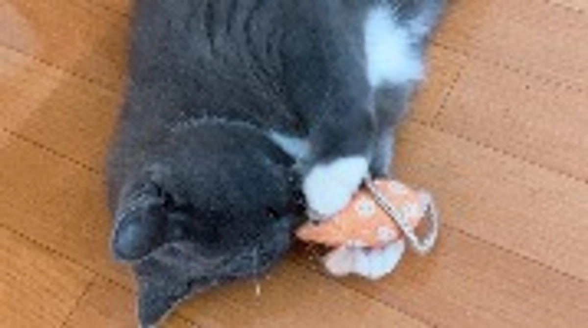 8月31日のプルート