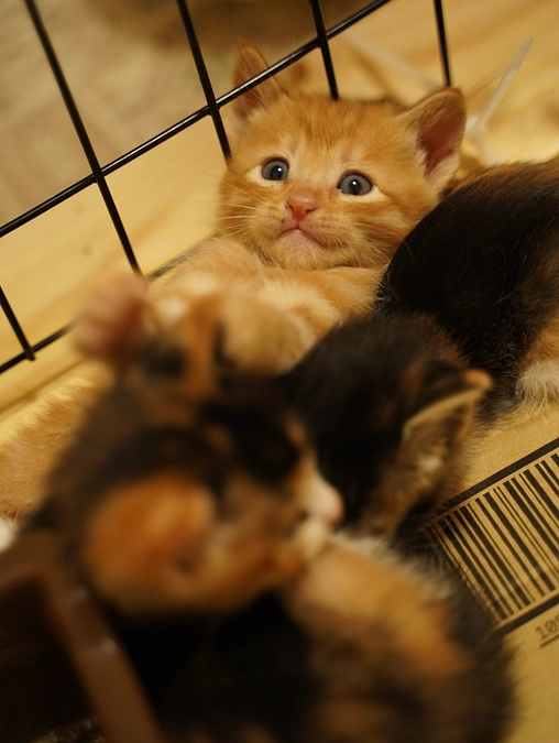 チャビちゃんの子猫(弐)