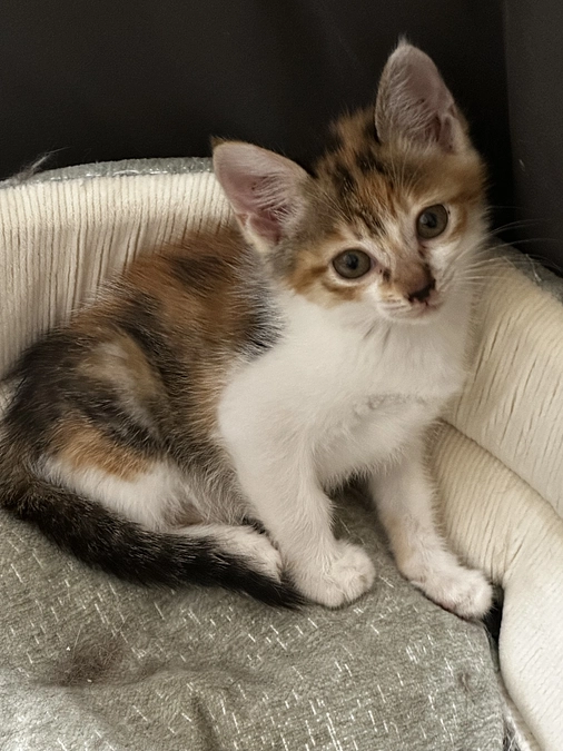 オープンまで、あと８日