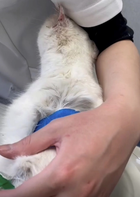 【追悼】ブロンちゃんの旅立ち