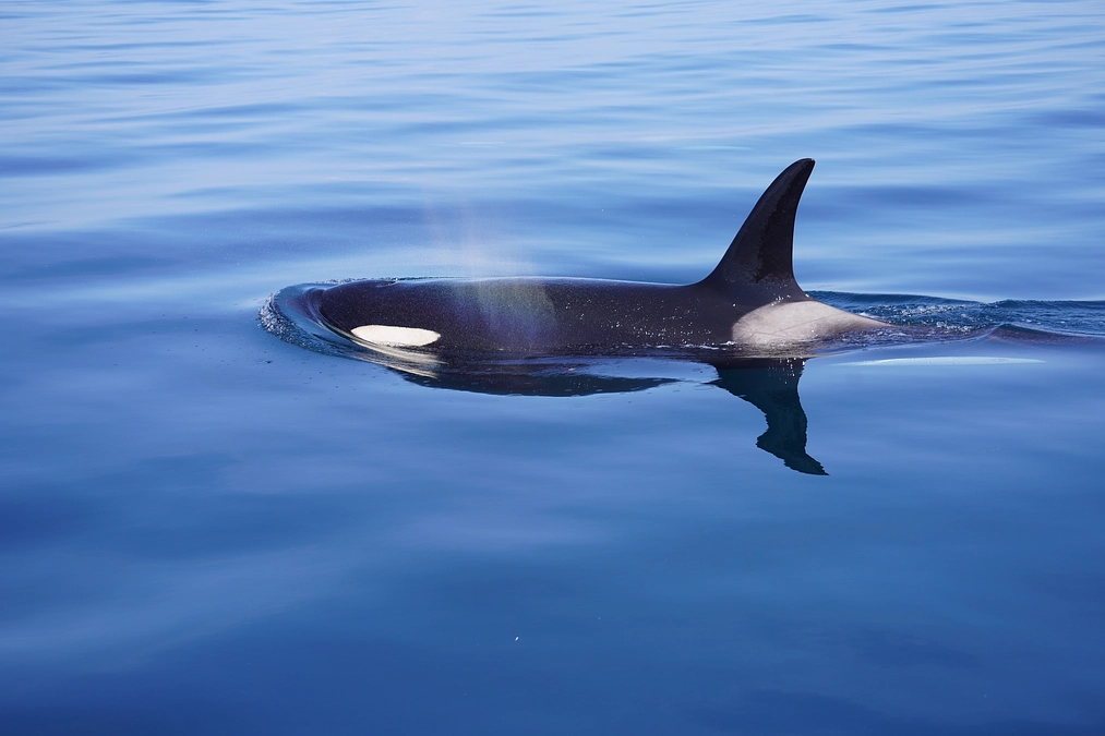 2024年5月のシャチ調査＠羅臼の報告