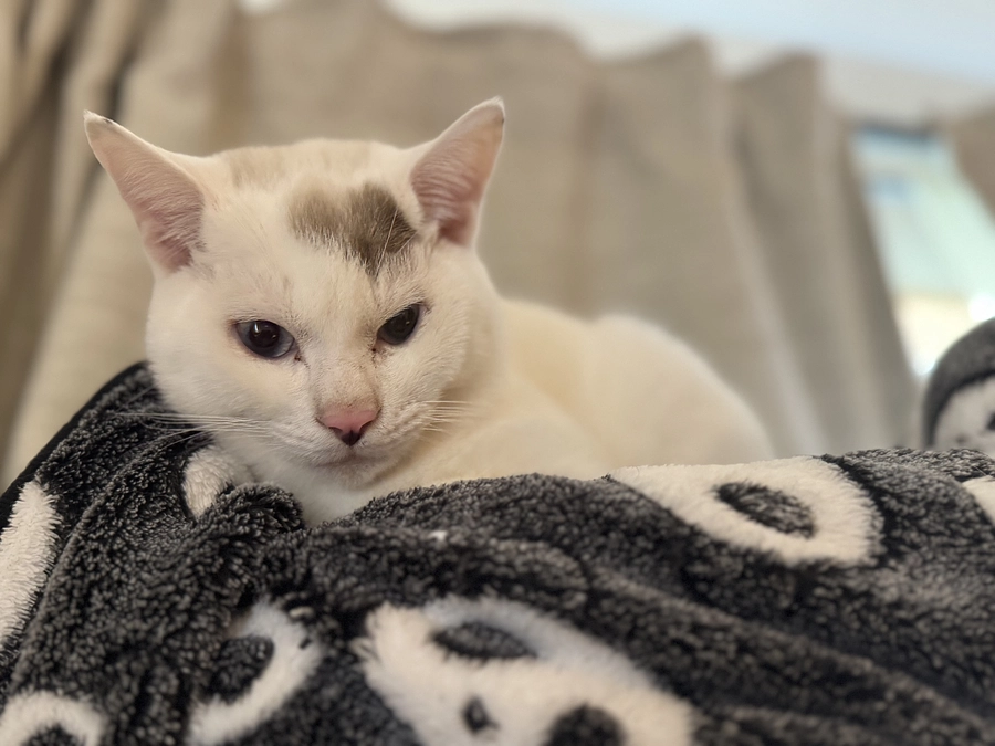 シンバ、アテネ、体重鬼ごっこ