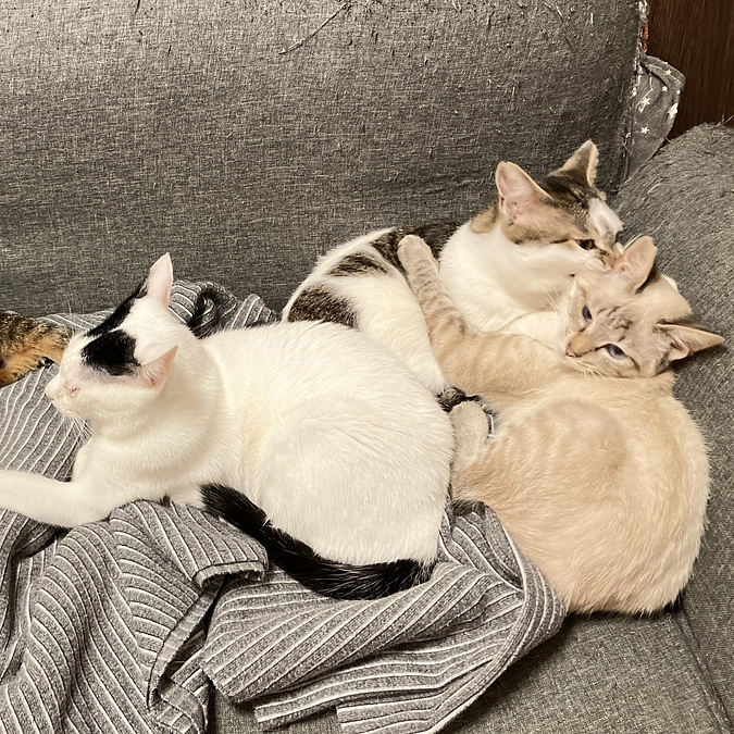 リターンのお礼メールのご送付、及びホームページにお名前掲載を致しました