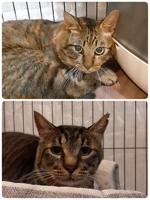 愛護センターより2匹お迎えしました。