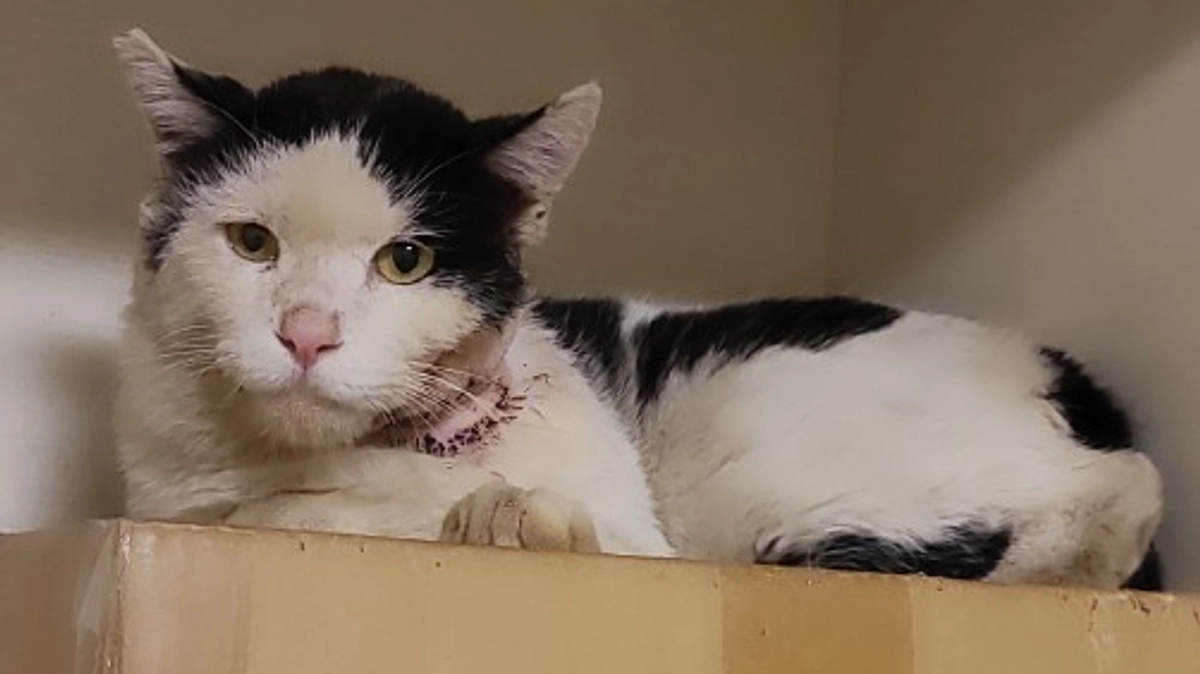 【終了まで残り20日！】頬を怪我した猫エイズの猫を保護。まずはゆっくり傷を治そうね。