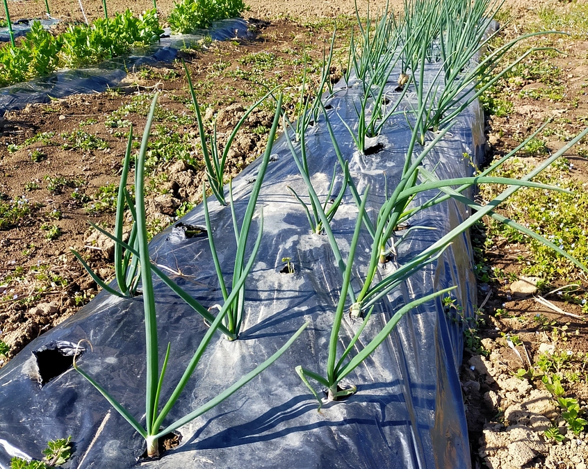 たまねぎ元気です