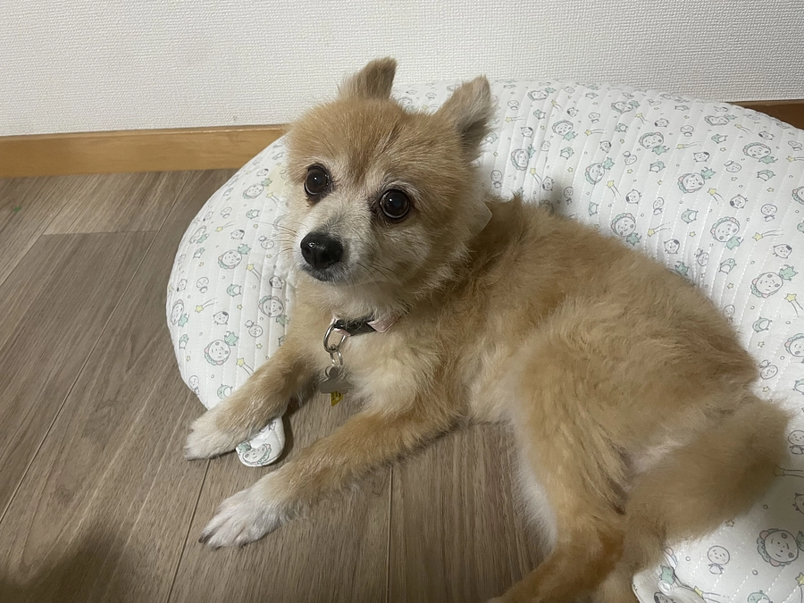 今日の凛ちゃんです。