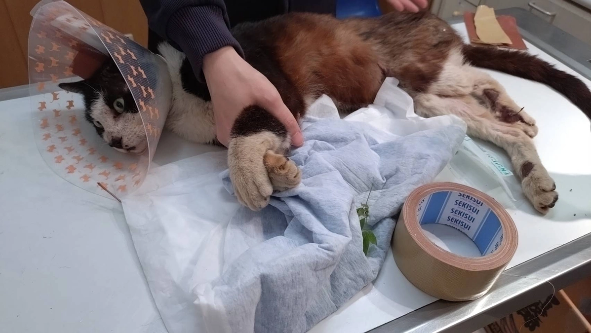 【プロジェクト終了まで7時間、目標まで30.4万円🐈】緊急更新！脊髄損傷の猫さんを保護しました。