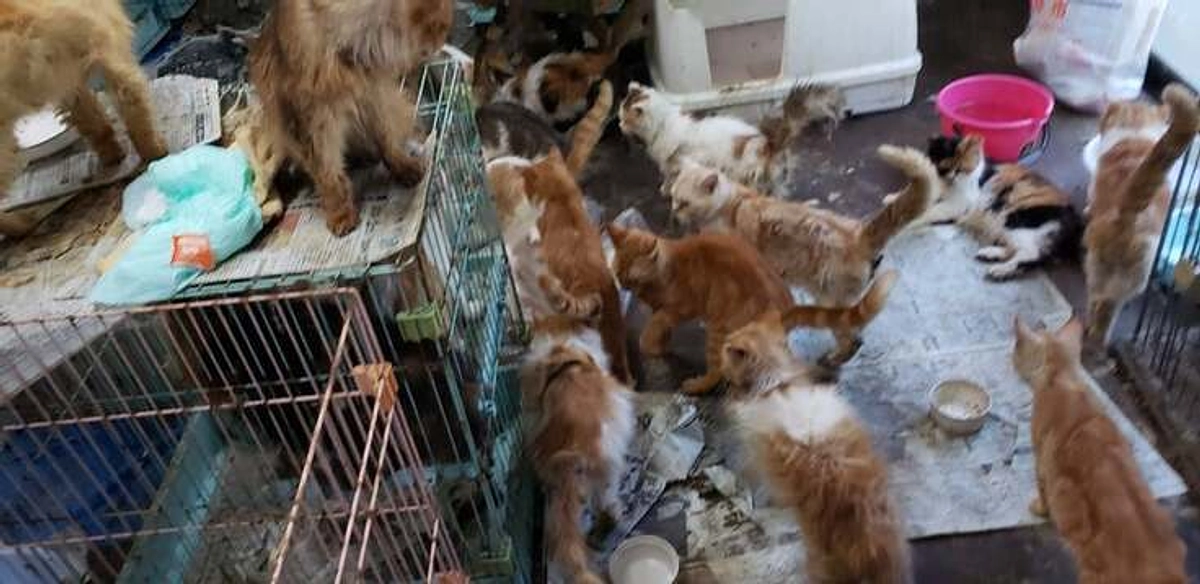 50匹の多頭飼育崩壊が起きたときのお話