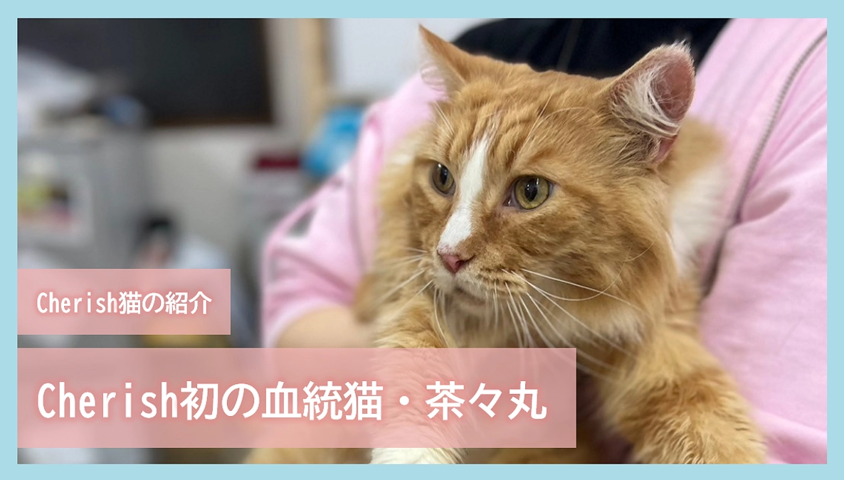 Cherish猫の紹介｜Cherish初の血統猫・茶々丸