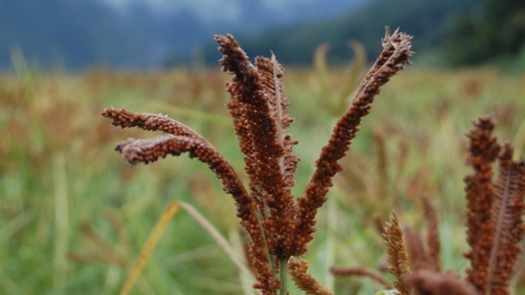 南アルプスから幻の雑穀「しこくびえ」を復活させ全国供給したい