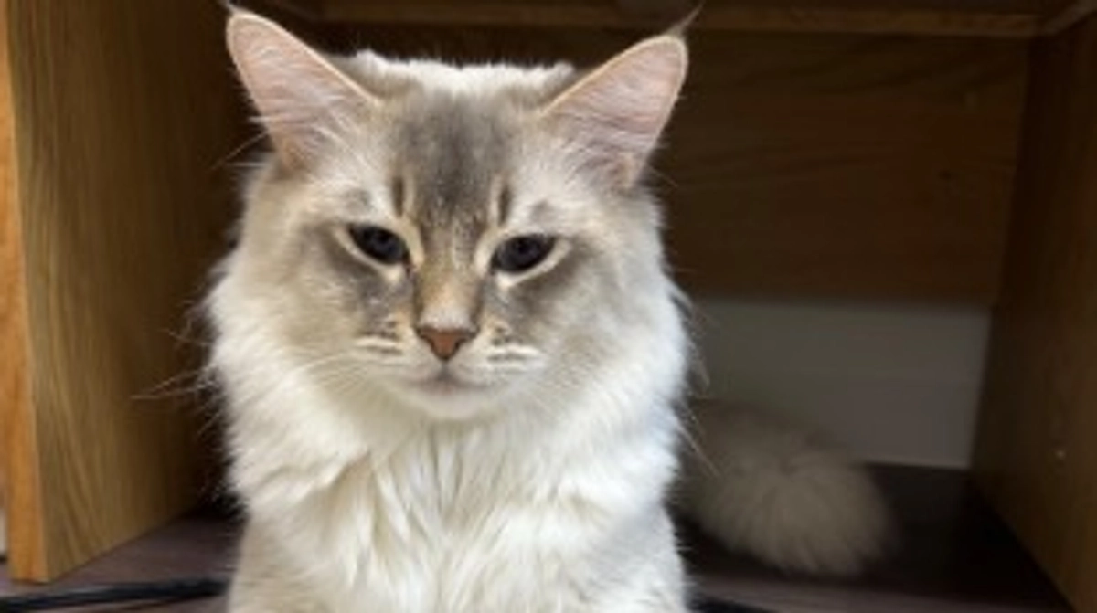 代理支援のご報告