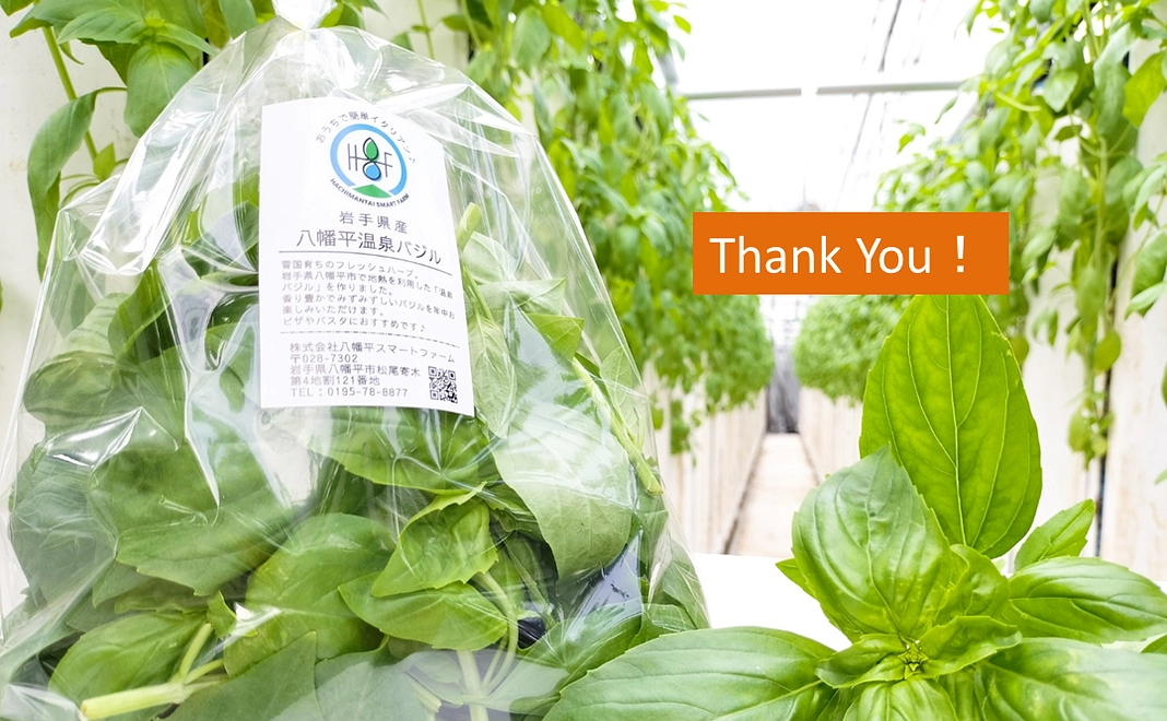 【八幡平スマートファーム産】温泉バジル1パック応援コース