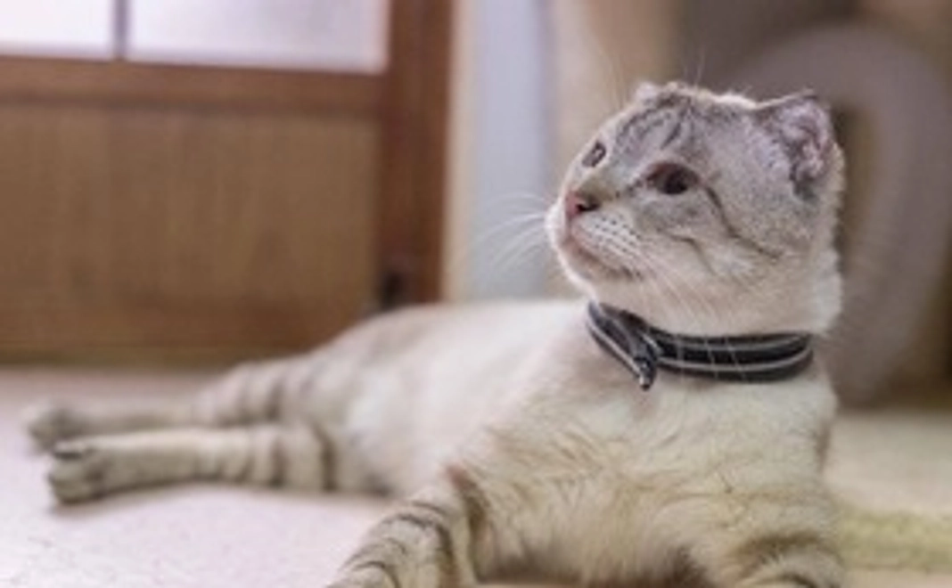 お気持ち支援コース