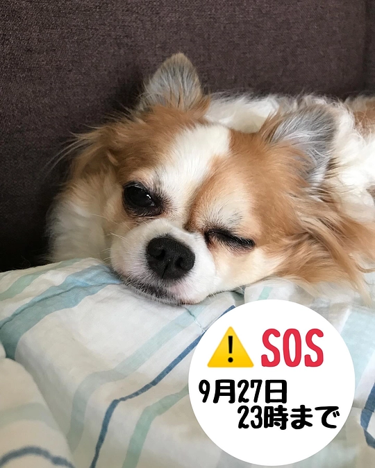 残り3日となりました。